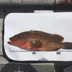 アコウですよね？